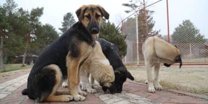 Sivas’ta Sahipsiz Sokak Köpeklerine Büyük Operasyon: Çipsiz Köpekler Toplanacak