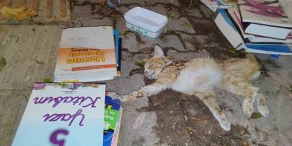 Yaralı kedi için seferber oldular!