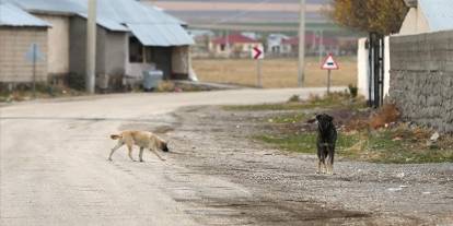 Sahipsiz köpeklerden kaçarken otomobilin çarptığı kadın öldü