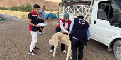 Sivas'ta köpeklere pasaport