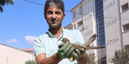 Sivas Kongre Lisesi’nde Şefkat Hikayesi: Yavru Şahine Sahip Çıktı