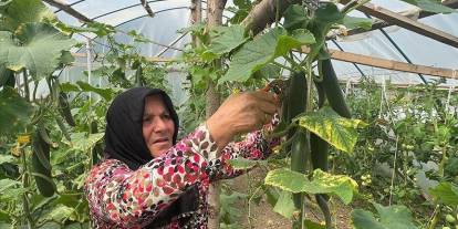 Ev hanımı devlet desteğiyle kurduğu serada üretim yapıyor
