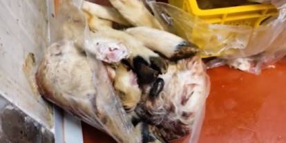 11 bin 250 kilogram et imha edildi