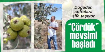 “Çördük” mevsimi açıldı: Doğadan sofralara şifa taşıyor