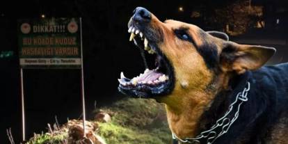 Sokak köpekleri faciaya neden oluyordu!