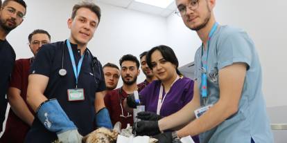 Sivas'ta kanadından vurulan kızıl şahin, tedavi altına alındı