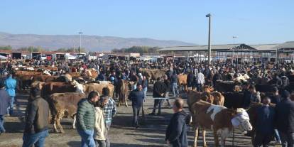Üreticiler merakta! Şarkışla Hayvan Pazarı ne zaman açılacak?