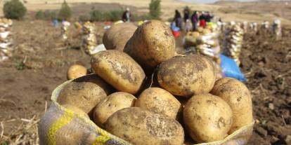 Zara'da patates hasadına başlandı