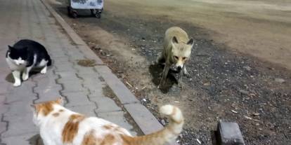 Sivas'ta  kedi ve tilkinin dostluğu...