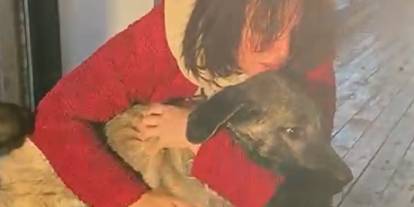Sivas'ta şiddete uğrayan köpeğin tedavisi Bursa'da yapılacak!
