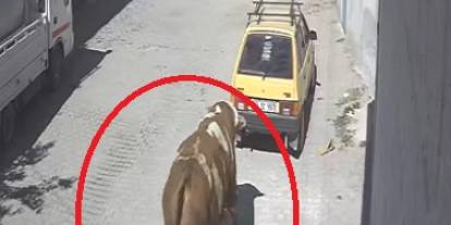 Kızgın boğa otomobili sürükledi