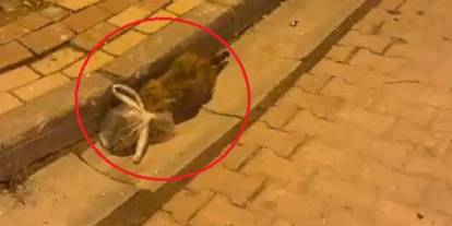 Kedinin başına poşet geçirip bağladılar