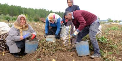 SCÜ’de üretilen patateslerin geliri öğrencilere burs olacak