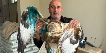 Sivas'ta yaralı halde bulunan şahin tedavi altına alındı