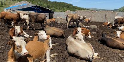 Sivas hayvancılıkta "şap"a oturdu!