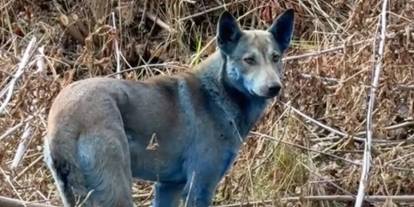 Çernobil'de "mavi köpekler" görüldü