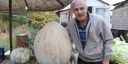 Sivas'ta 51 kiloluk dev kabak ilgi odağı oldu!