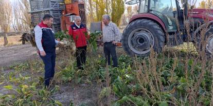 Sivas’ta şeker pancarı hasadı başladı