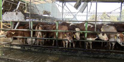 ‘Bilinçsiz ilaç tüketimi hayvanlarınızın canına mal olabilir’