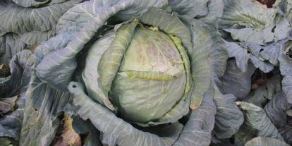 Sivaslı çiftçi 30 yıldır devasa lahana üretiyor! Bakın nasıl?