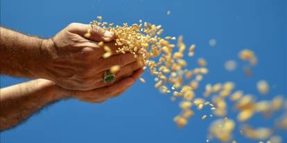 TMO 2026'da ne kadar hububat alacak?