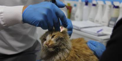 Sivas'ta kedi AIDS'ine rastlandı!
