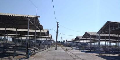 Sivas'ta hayvan pazarları kapalı, Bakanlık "şap bitti" diyor