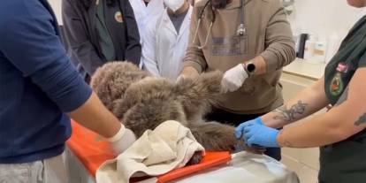 Bitkin bulunan yaralı bozayının tedavisi sürüyor