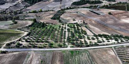 Kiraladığı çorak araziyi keçiboynuzuyla tarıma kazandırdı