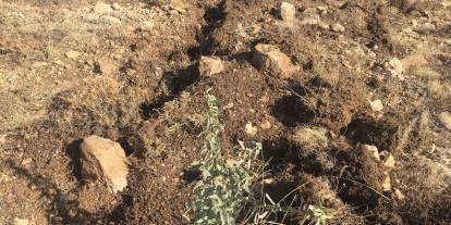 Sivas'ta meralar Amerikan tuz çalısı ile ıslah ediliyor