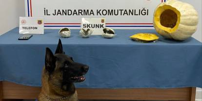 Bal kabağından uyuşturucu çıktı