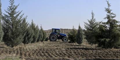 Ağaçlandırma seferberliğinin ilk yılında dikilen fidanlar ağaca dönüştü