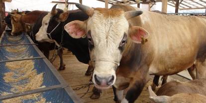 Uzmanından ’Deli dana’ uyarısı