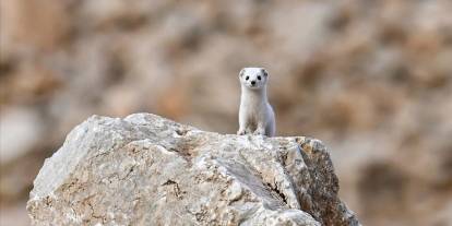 Nesli koruma altındaki beyaz gelincik görüntülendi