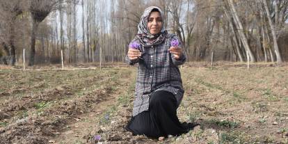 Eşinin Kaybı, Sivaslı Kadını Safran Yetiştiriciliğine Yönlendirdi