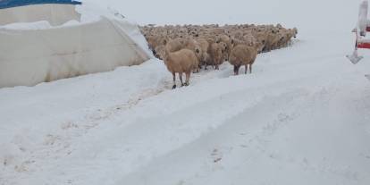 Sivas’ta Kar Yağışı Çadırı Çökertti: 8 Koyun Telef Oldu
