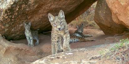Sivas’ta Vaşak ve İki Yavrusunun Oyunu Fotokapana Yansıdı