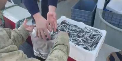 Esnafa inat, hamsiyi ücretsiz kilo kilo dağıttılar