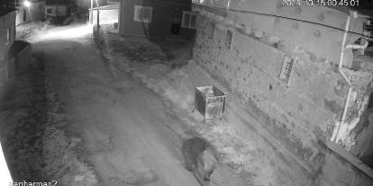 Ayılar neden kış uykusuna giremiyor? Sivas'tan açıklama var