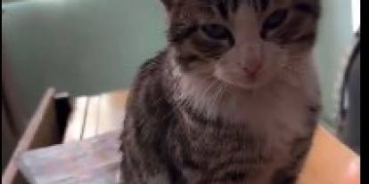 Sivas’ta Sokak Kedisi Soğuktan Okula Sığındı