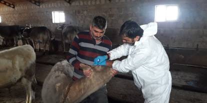 Sivas’ta Büyükbaş Hayvanlarda Rapel Şap Aşılaması Başladı