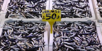 Son 35 yılın en bereketli hamsi sezonunu yaşıyor