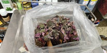 Geçmeyen öksürüğe ‘bitkisel' karışım