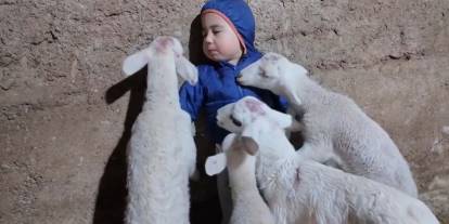 Kuzuların arasında kalan minik