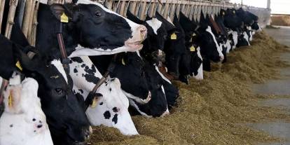 Türkiye'de et ve süt üretiminde arz sıkıntısı beklenmiyor