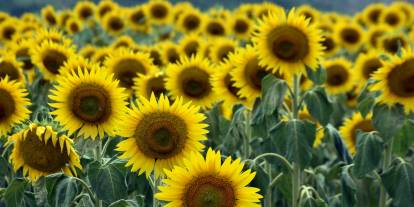 Kuraklık üreticiyi ayçiçeğinden uzaklaşıp, buğday ekimine yönlendirdi