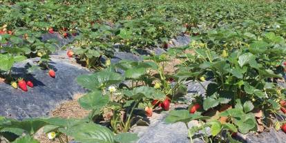 Organik tarım üretimi 1,3 milyon tonu aştı