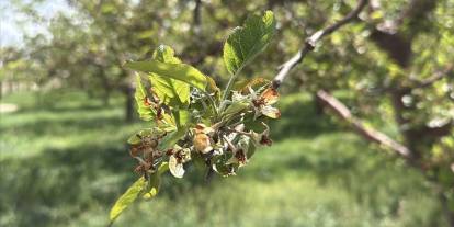 Zirai don nedeniyle çiftçiye 23 milyar tazminat ödendi