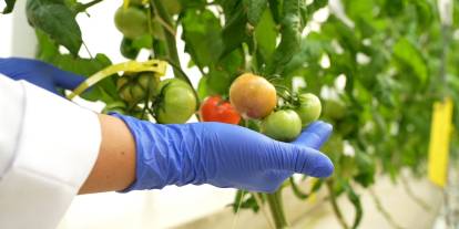 Don zararına karşı yeni nesil bitkiler yolda