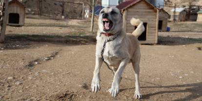 Kangallar kış modunu açtı